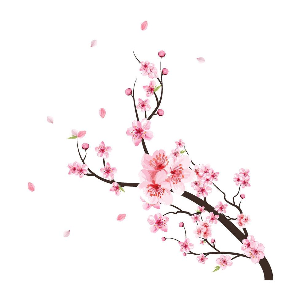 vector de flor de cerezo acuarela. Fondo de flor de sakura rosa. vector de  flor de