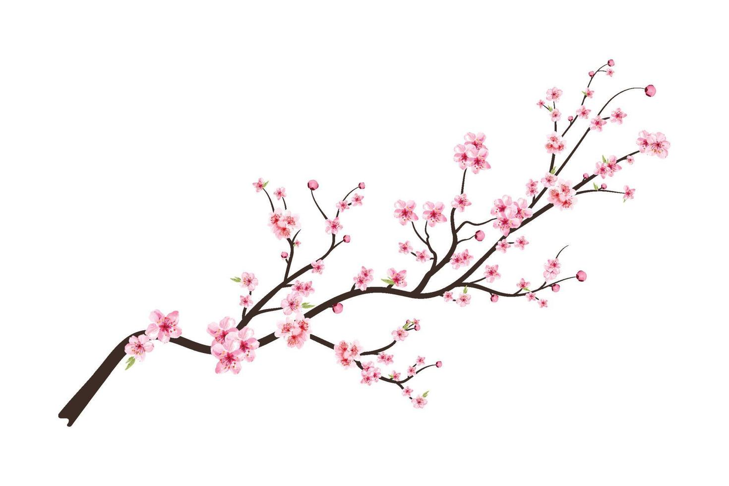 Watercolor cherry blossom vector. Pink sakura flower background. Sakura on white background. Cherry blossom flower blooming vector. Cherry blossom branch with sakura flower. Watercolor cherry bud. vector