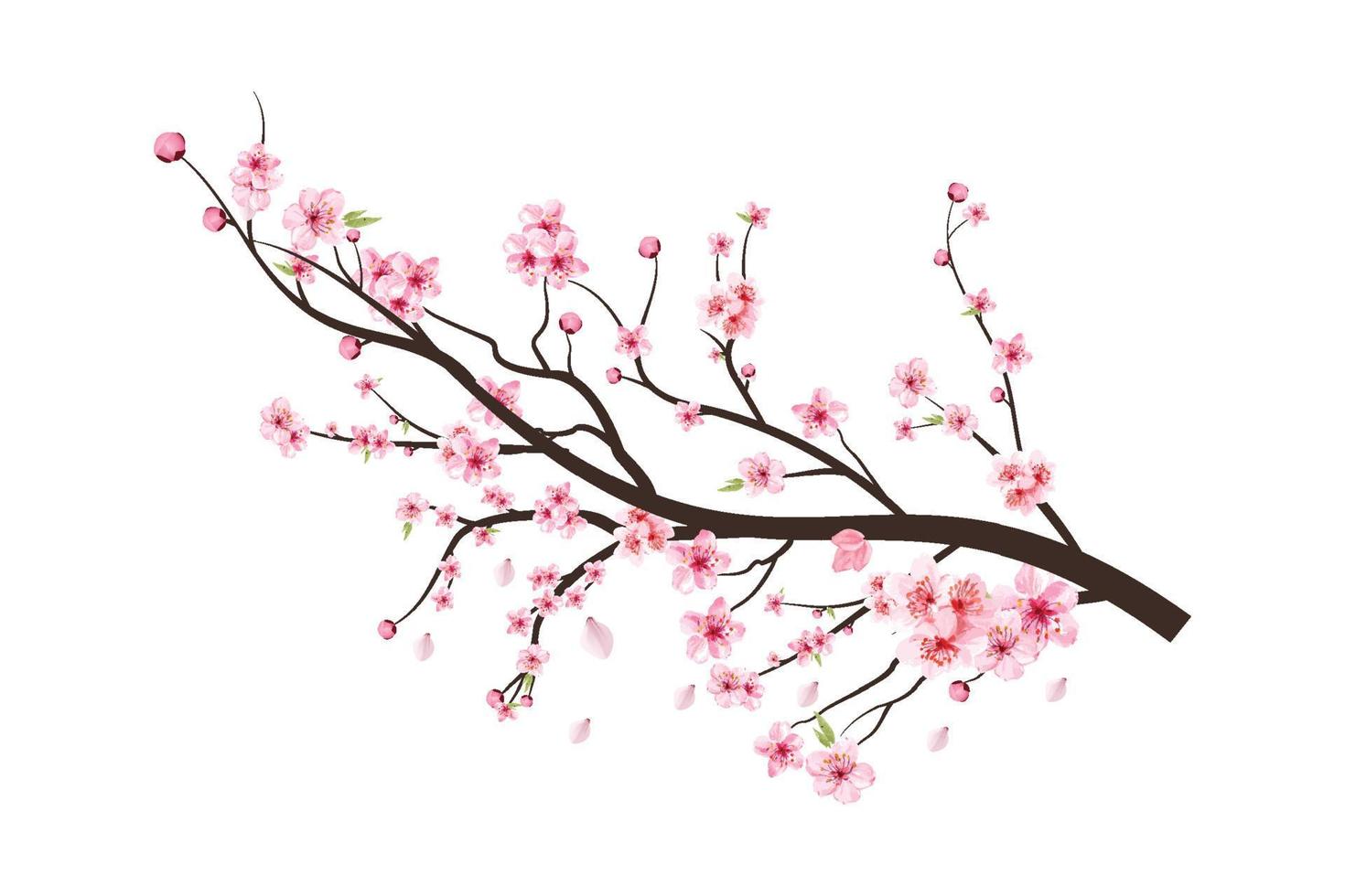 rama de un árbol de cerezo en flor con la difusión de la flor rosa. rama de flor de cerezo con sakura. vector de flor de acuarela. flor de cerezo acuarela. sakura sobre fondo blanco. flor sobre fondo blanco.