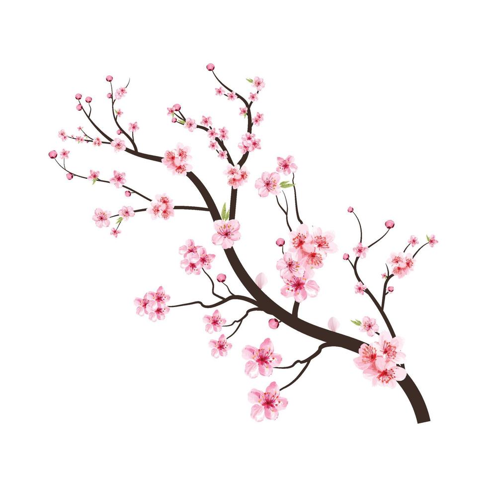 Sakura on white background. Cherry blossom flower blooming vector. Watercolor cherry bud. Cherry blossom tree branch with sakura flower. Pink sakura flower background. Watercolor cherry blossom. vector