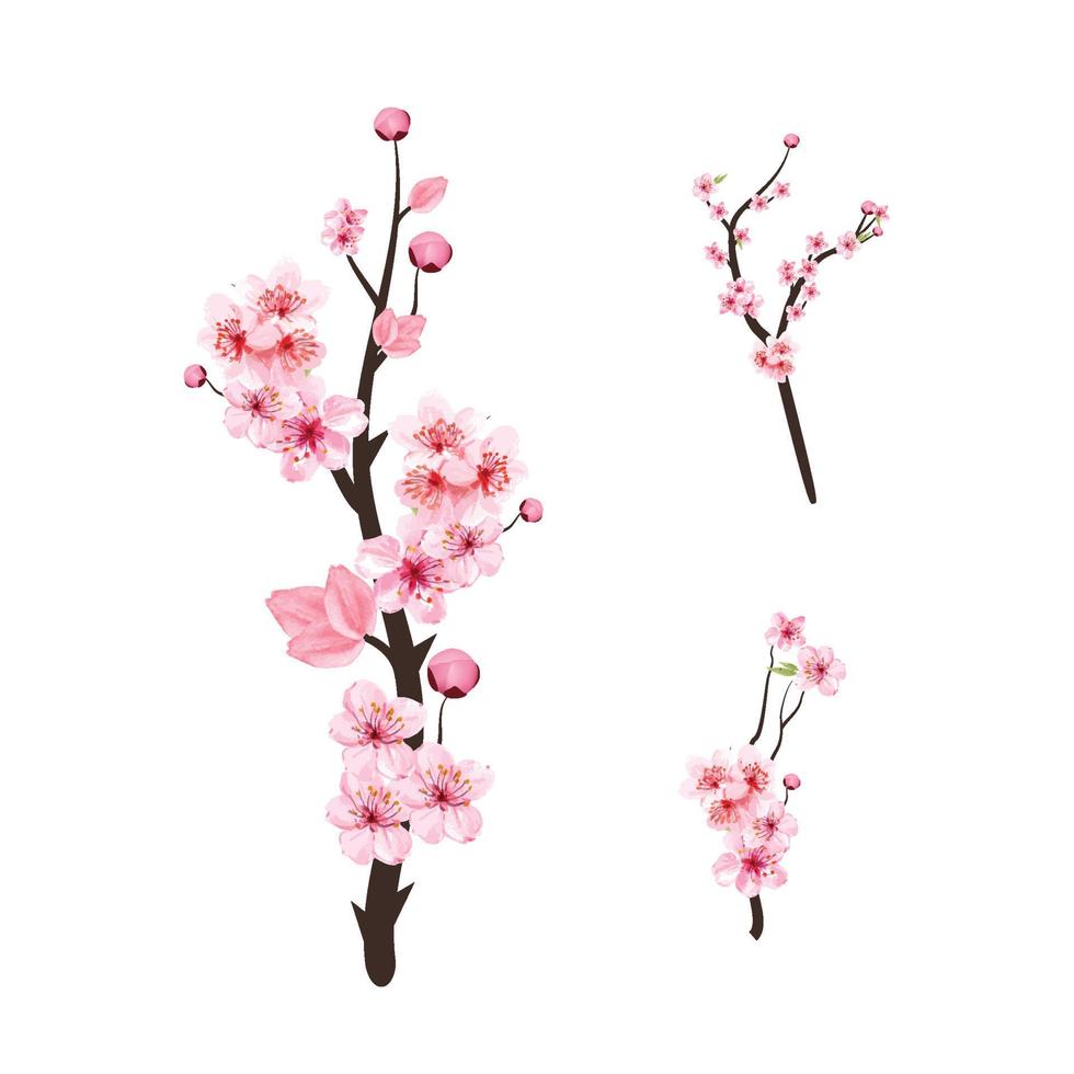 Cherry blossom with watercolor Sakura flower branch. Cherry blossom branch with pink flower blooming. Realistic watercolor Sakura flower vector. Pink Sakura branch vector on white background.