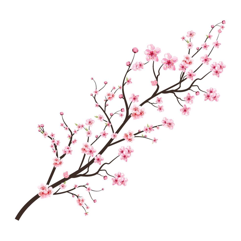 Cherry blossom with watercolor Sakura flower. Cherry blossom branch with pink blooming Sakura flower. Realistic watercolor cherry flower. Sakura branch vector on white background. Blossom flower.
