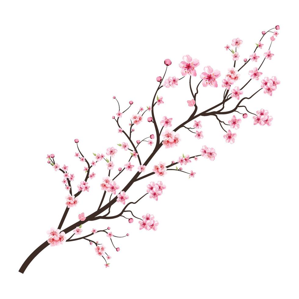 flor de cerezo con flor de sakura acuarela. rama de flor de cerezo con flor de sakura en flor rosa. flor de cerezo acuarela realista. vector de rama de sakura sobre fondo blanco. Flor de la flor.