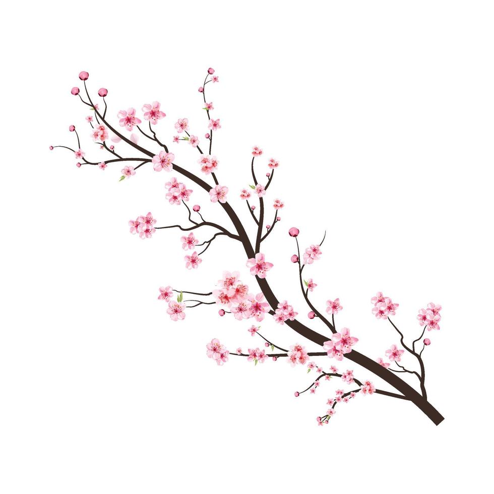 rama de un árbol de flor de cerezo con flor de sakura. Fondo de flor de sakura rosa. sakura sobre fondo blanco. capullo de cereza acuarela. flor de cerezo acuarela. vector de flor de flor de cerezo.