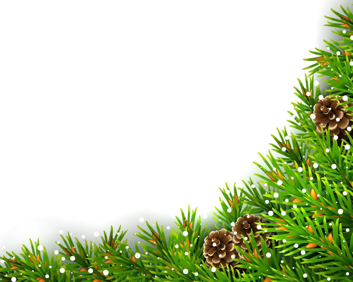 Christmas tree evergreen branches on a white background Stock Photo