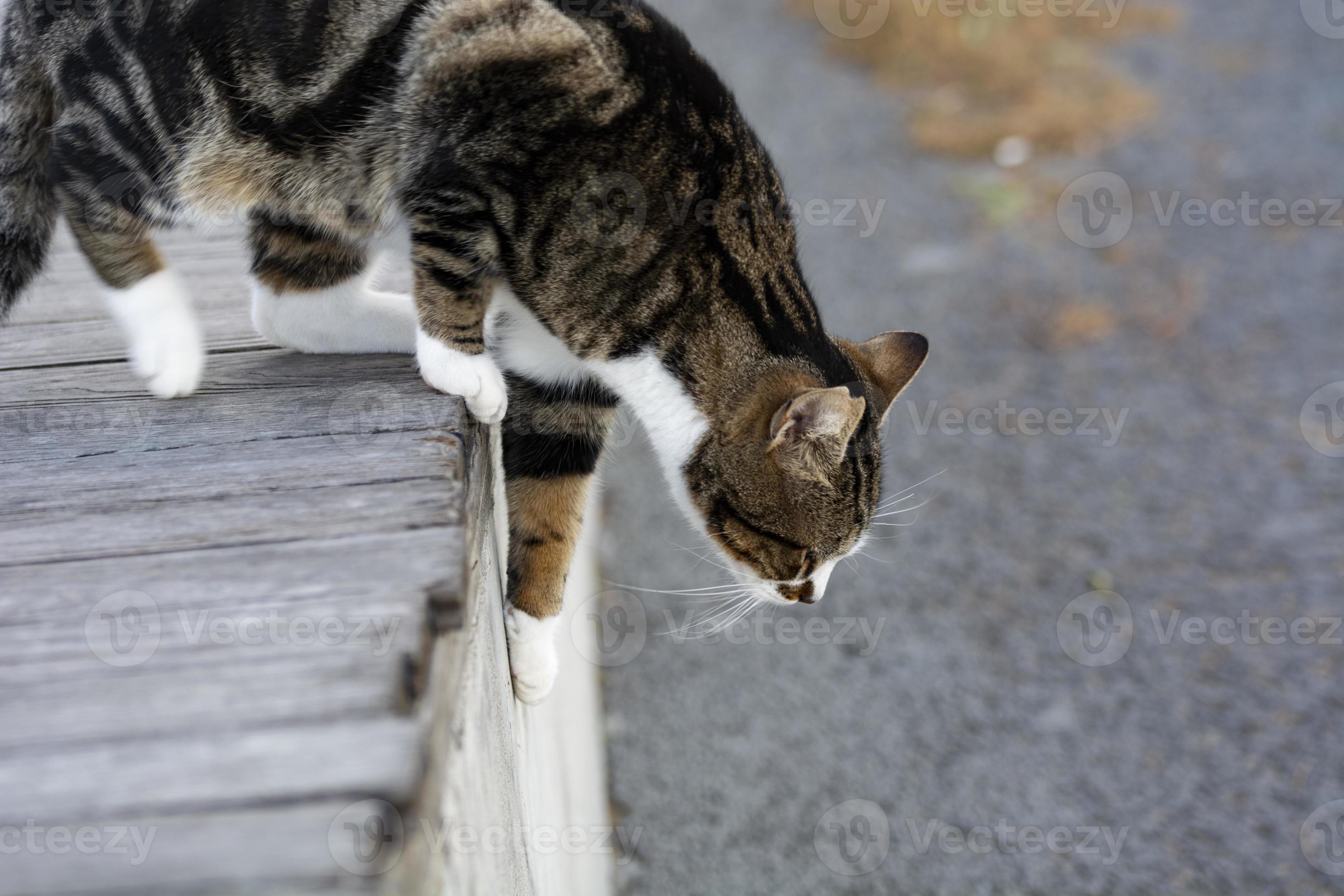 cat jumping off the pavement 4656516 Stock Photo at Vecteezy
