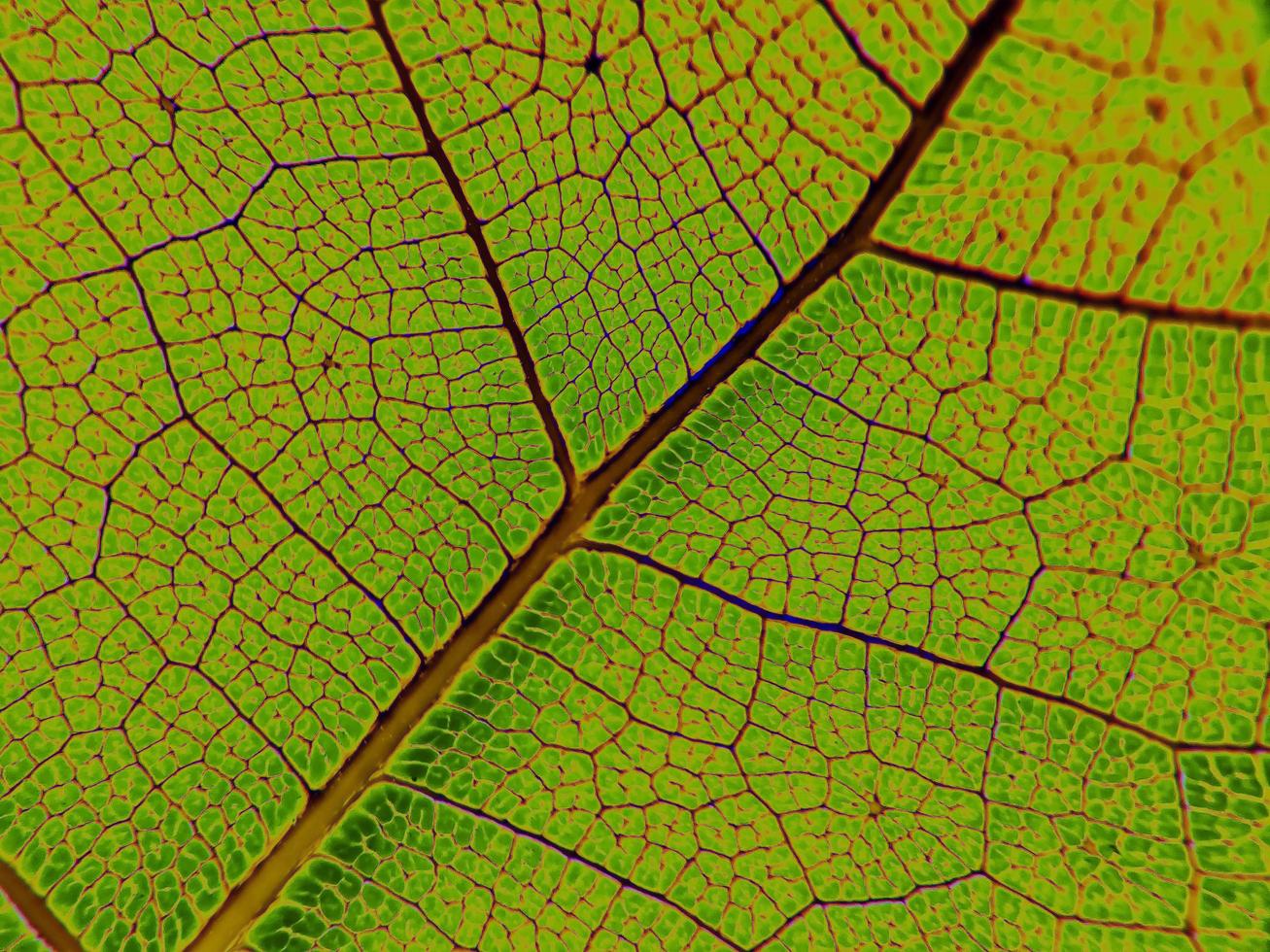 The detail image of a vegetable leaf. Macro image for design effect. Vein, midrib, and blade close up. photo