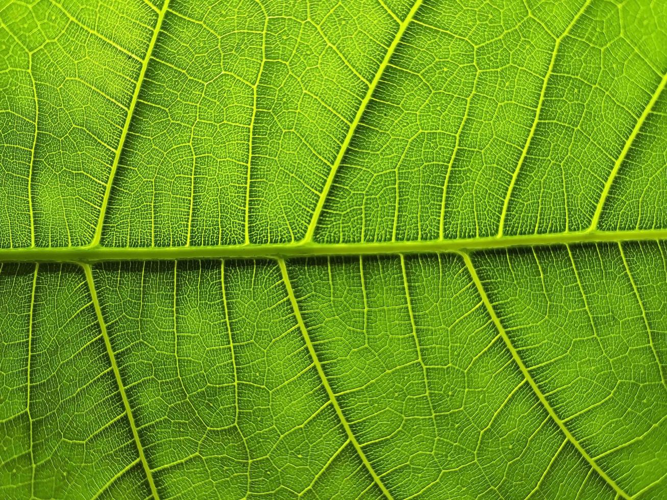 la imagen de detalle de una hoja vegetal. imagen macro para efecto de diseño. vena, nervadura central y hoja de cerca. foto