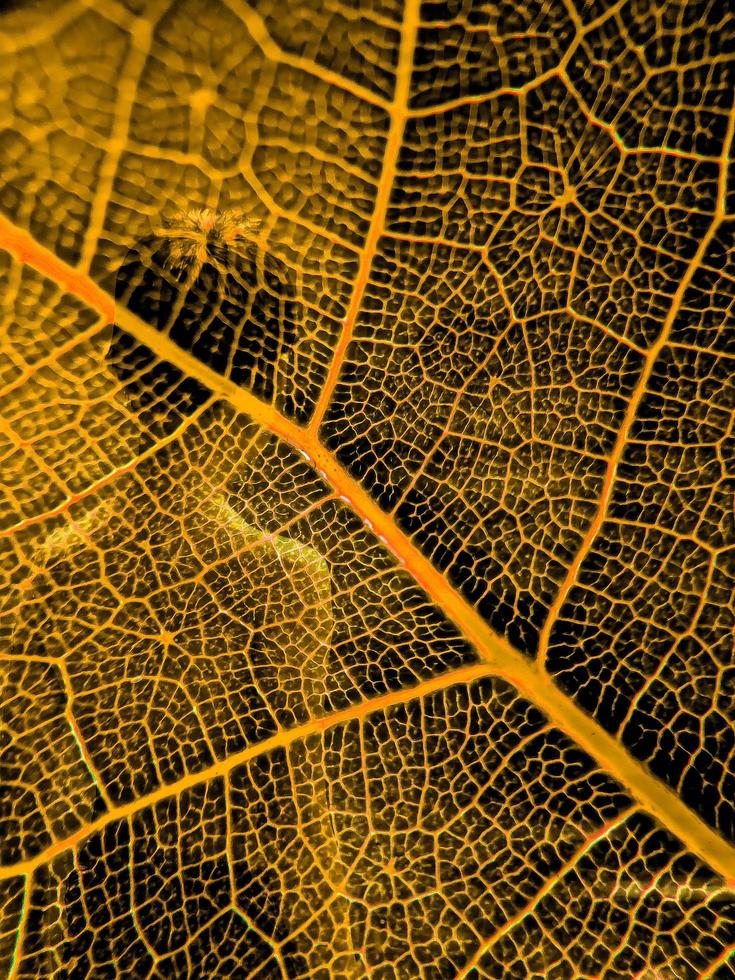 la imagen de detalle de una hoja vegetal. imagen macro para efecto de diseño. vena, nervadura central y hoja de cerca. foto