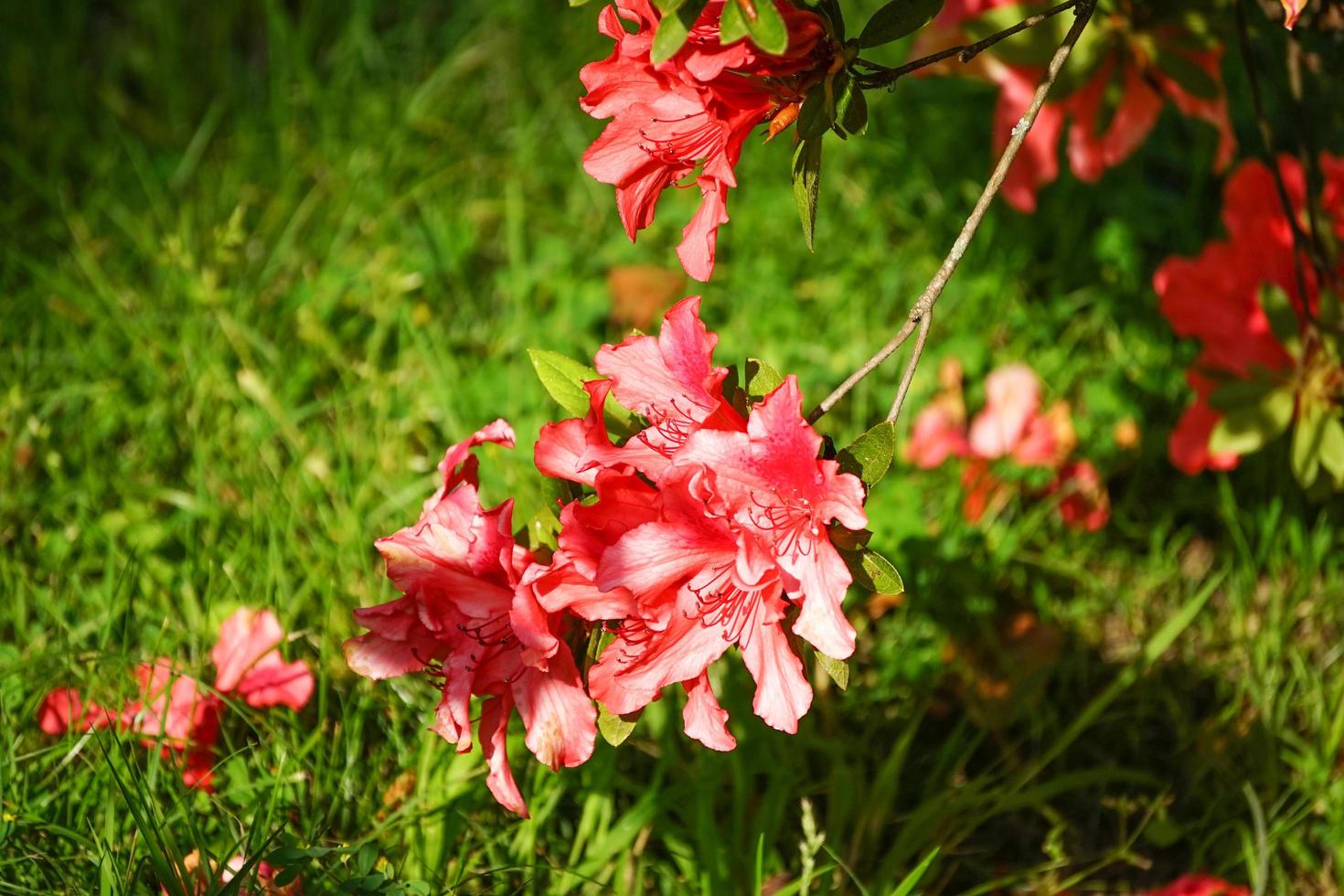 Ramas de rododendro con flores rosadas. foto