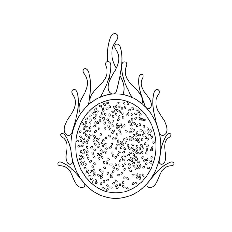 Dragon fruit diagram or line art. Dragon fruit vector. vector