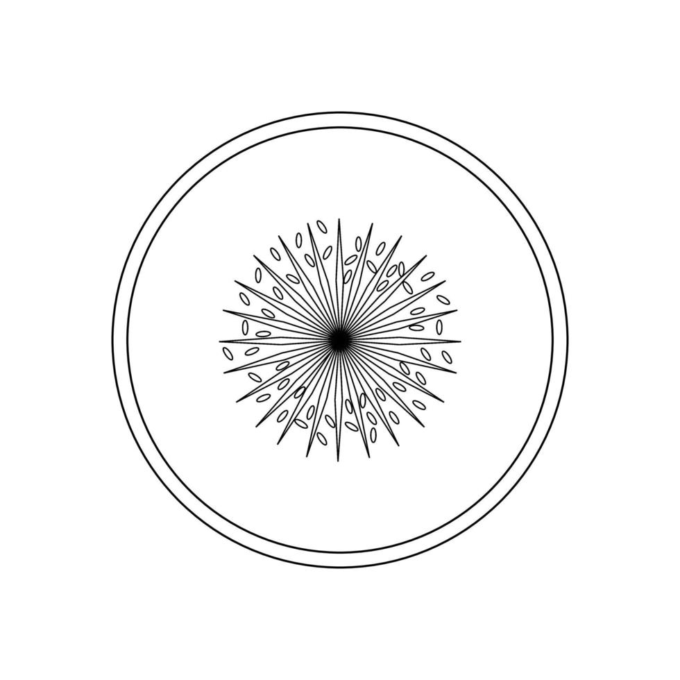 Kiwi fruit. Kiwi fruit diagram vector