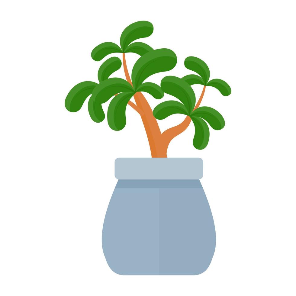 Jade Plant Concepts vector