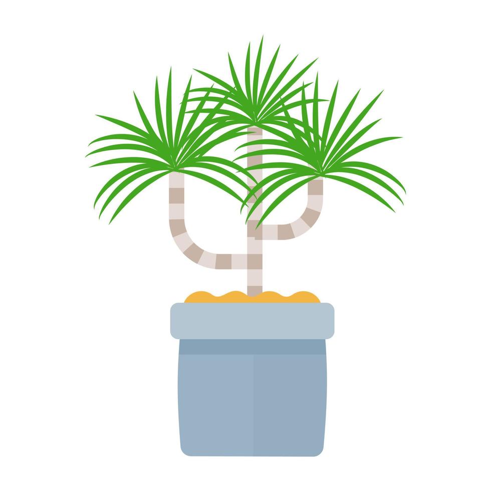 Cyperus Alternifolius Concepts vector