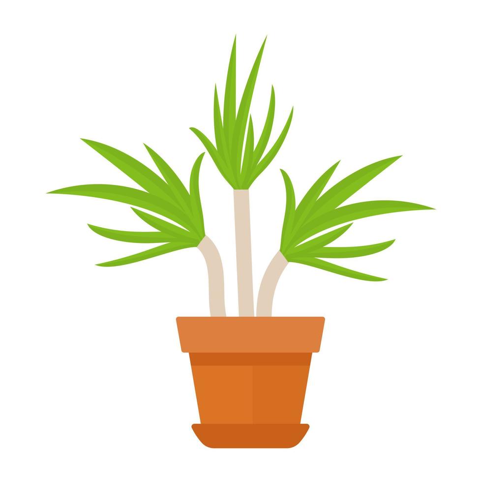 Cyperus Alternifolius Concepts vector