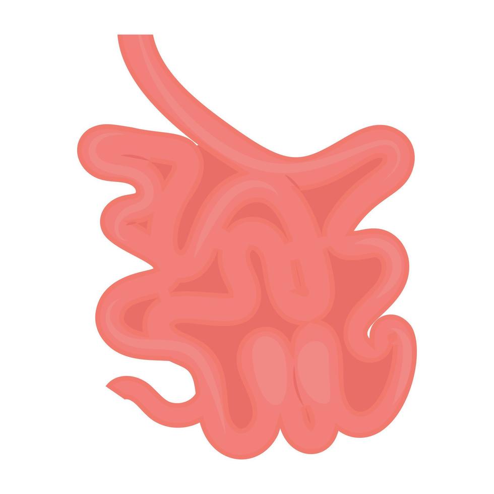 conceptos de intestino delgado vector