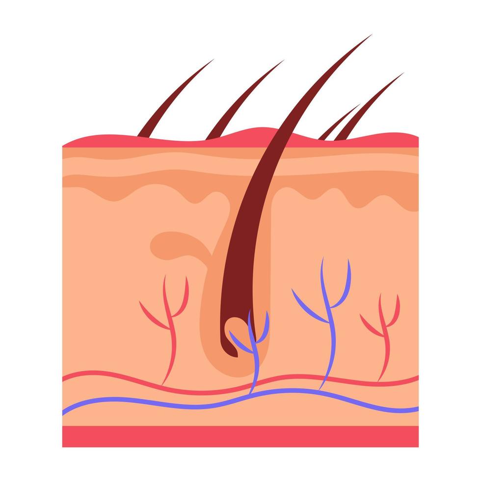 Trendy Epidermis Concepts vector