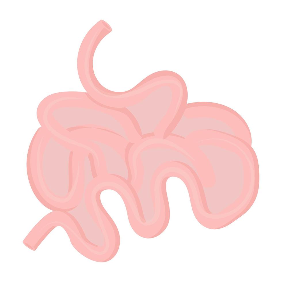 Small Intestine Concepts vector