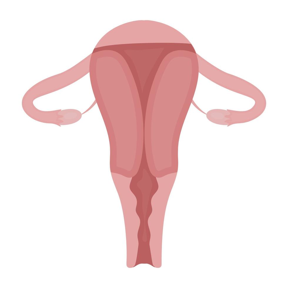 Reproductive Organ Concepts vector