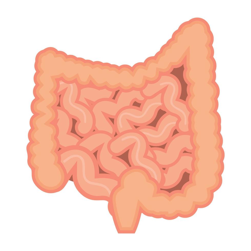 conceptos de intestino delgado vector