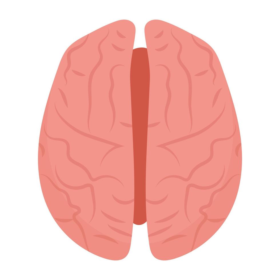 Brain Hemisphere Concepts vector