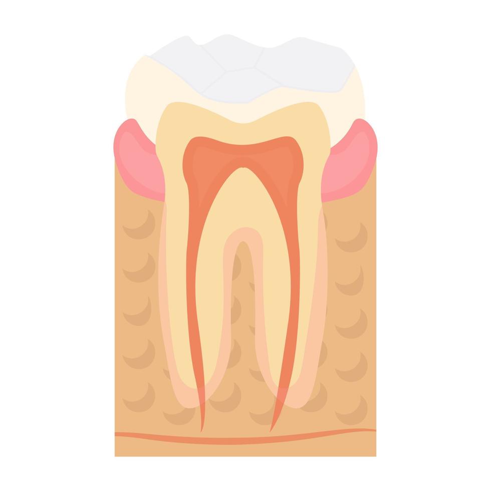 Trendy Tooth Concepts vector