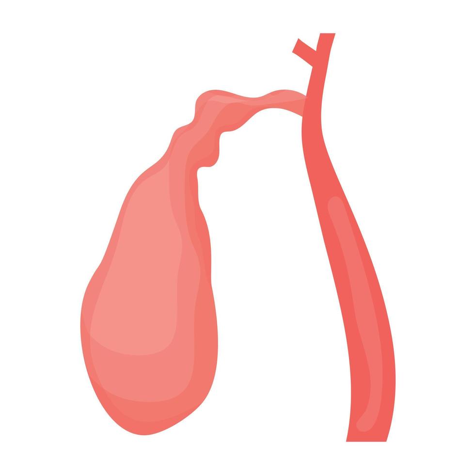 Trendy Gallbladder Concepts vector