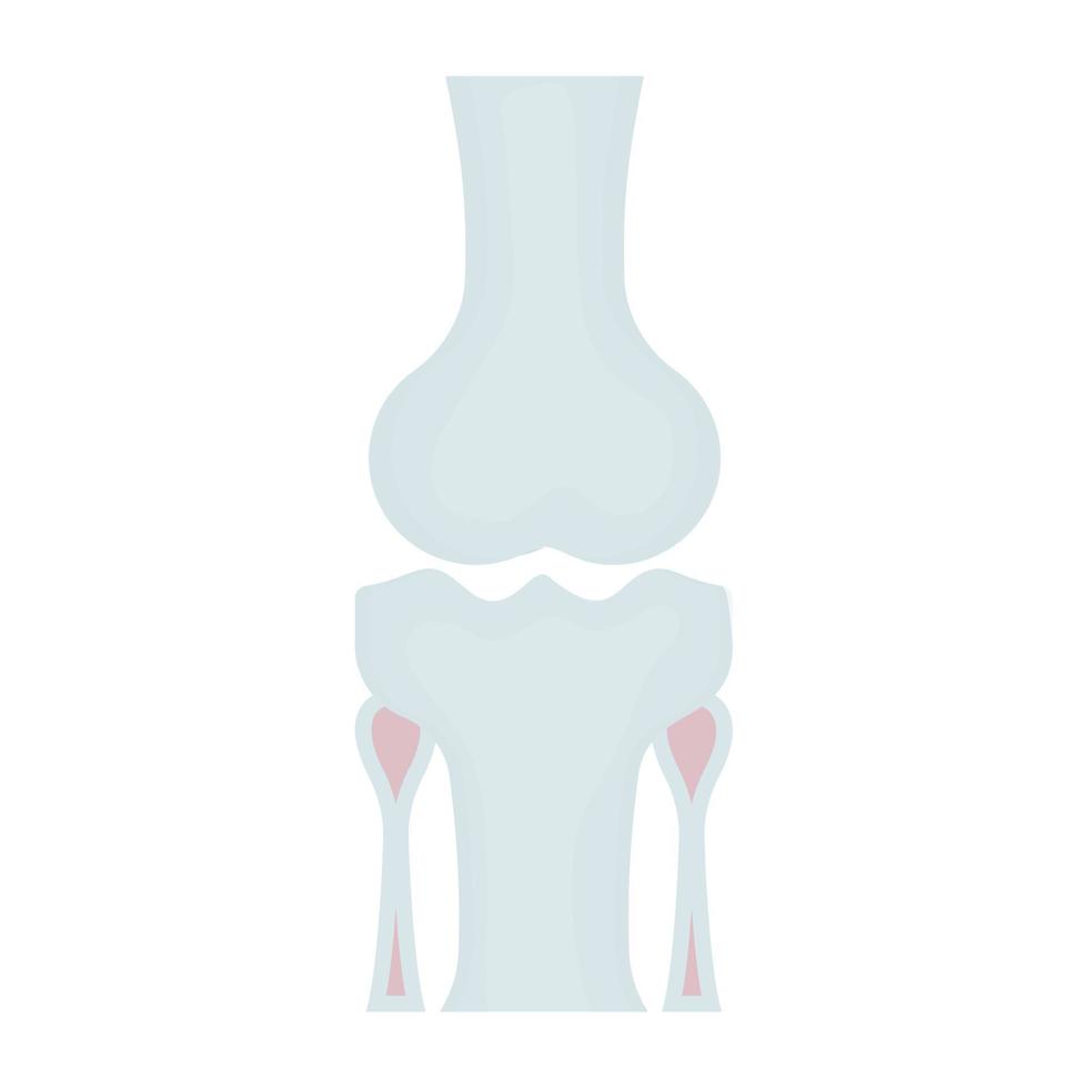 Knee Bone Concepts vector