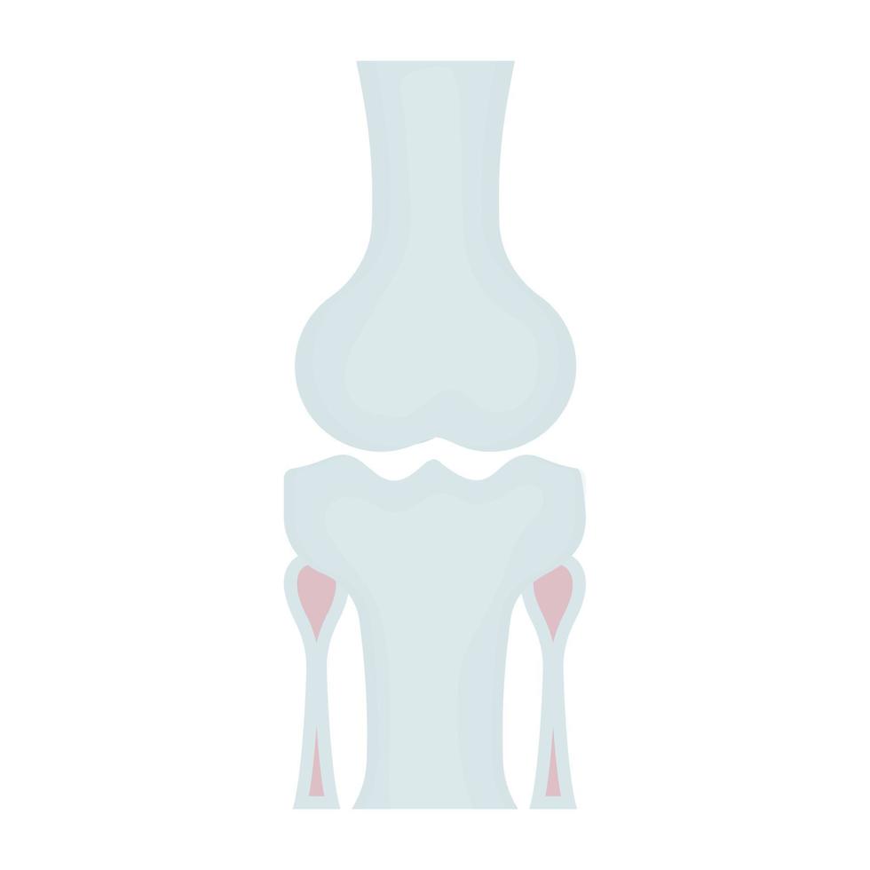 conceptos del hueso de la rodilla vector