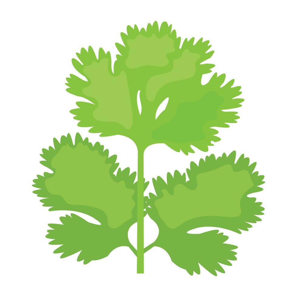 Trendy Coriander Concepts vector