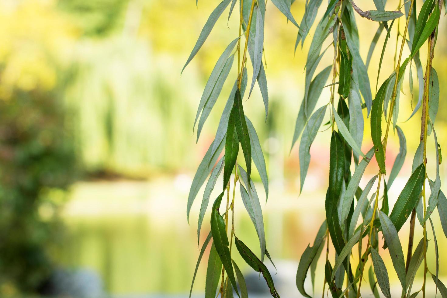 Leaves of a tree on a background of a forest on a sunny day - selective focus photo