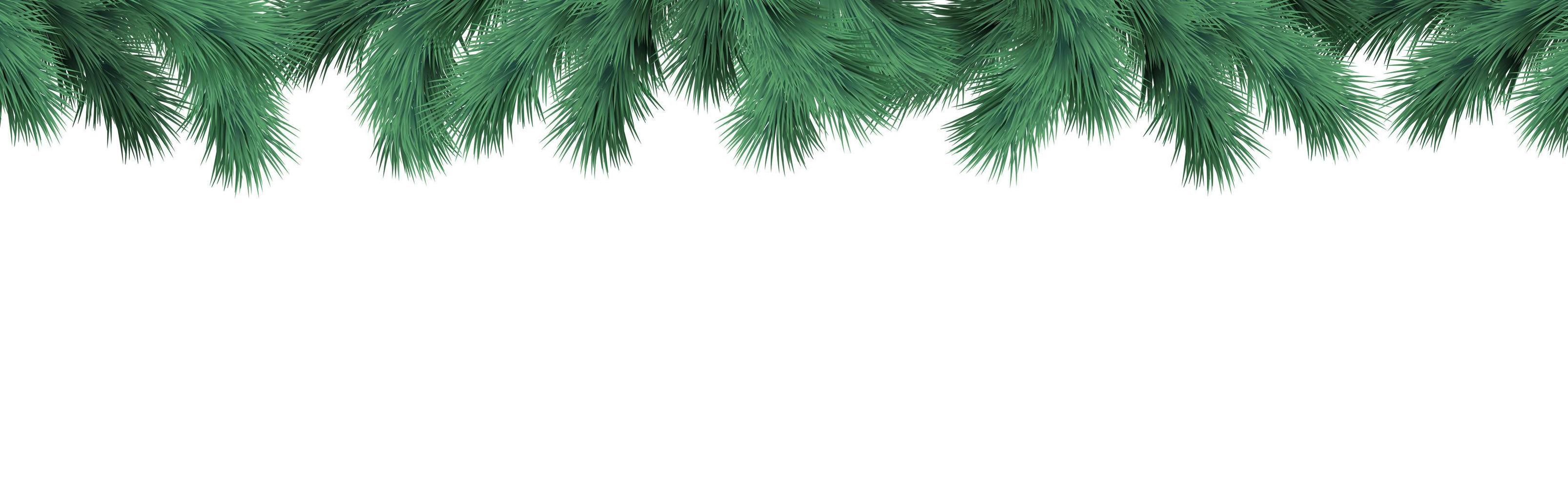 Realistic fir branches on a white background - Vector