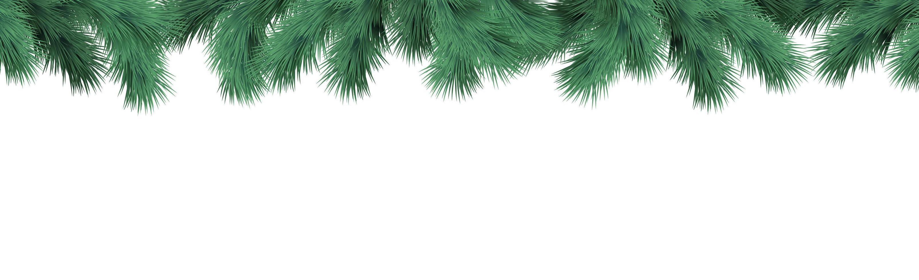 Realistic fir branches on a white background - Vector