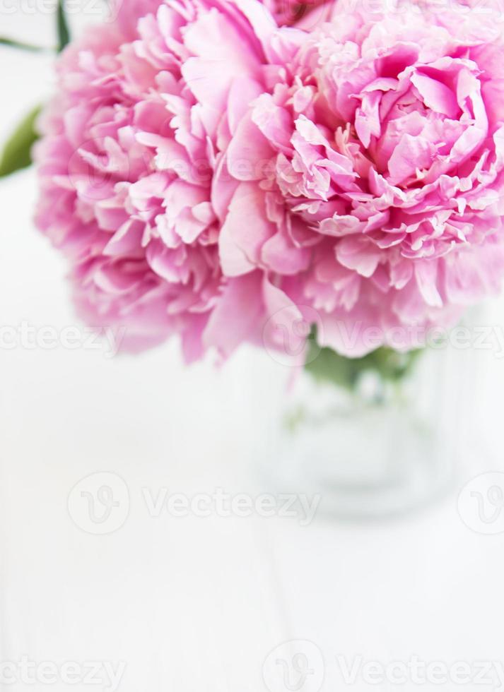 Pink peony flowers photo