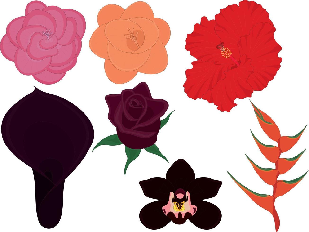 Tropical colorful bright and dark flowers collection vector illustration