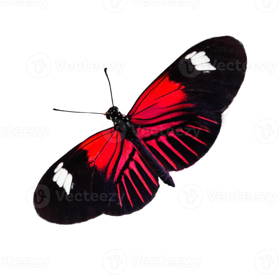 red and black butterfly with big wings lady butterfly wing sweeping over on white. photo