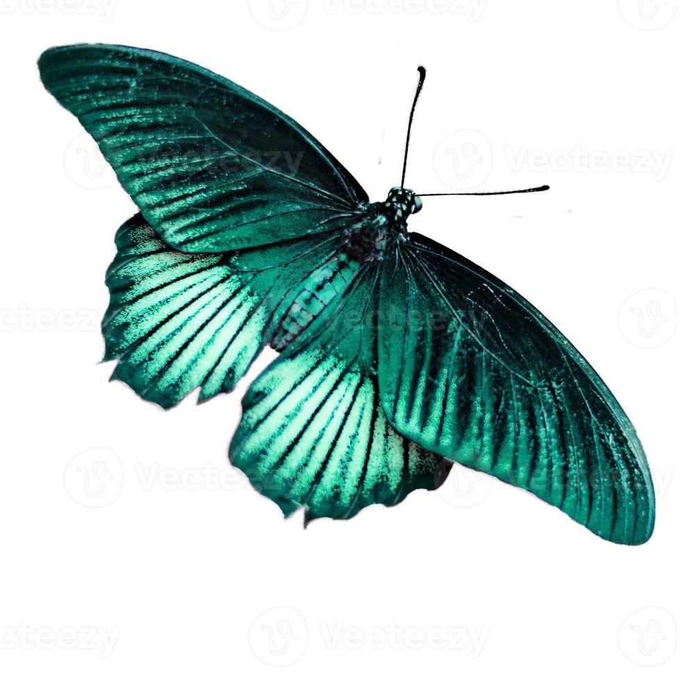 light green butterfly with wings wing sweeping over white. 4668082 Stock Photo at Vecteezy