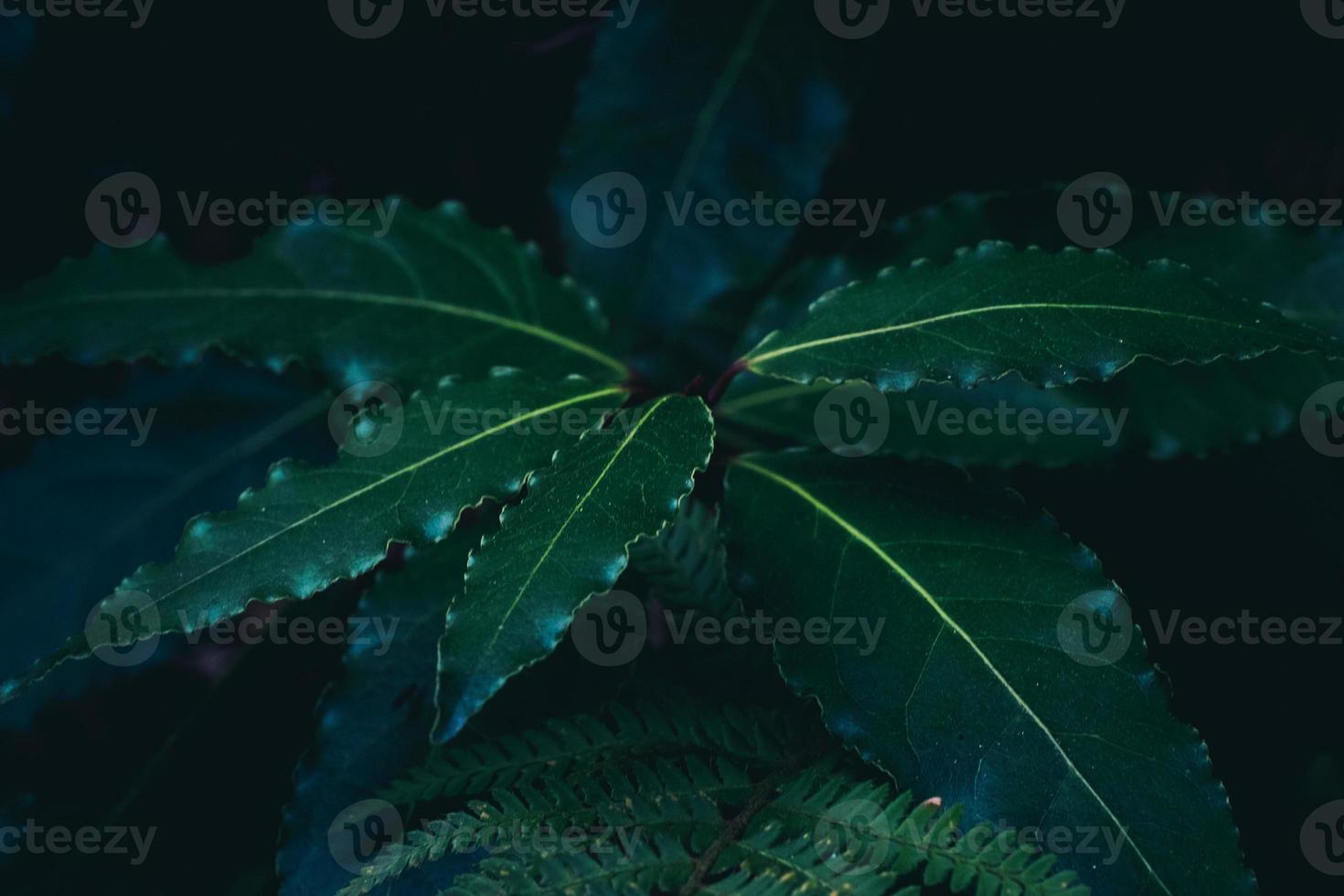 Hermosos helechos verdes hojas de follaje verde helecho floral natural en la oscuridad foto