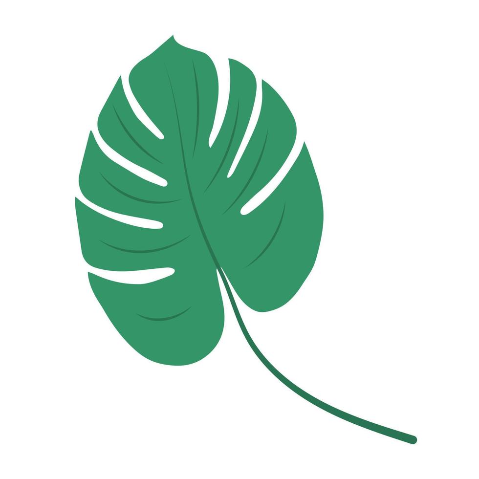 hoja de monstera deliciosa, elemento herbal. vector