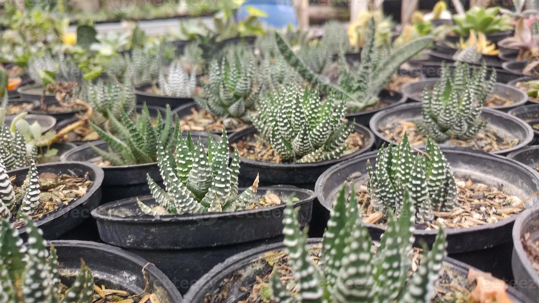 green plants in pots neatly arranged photo