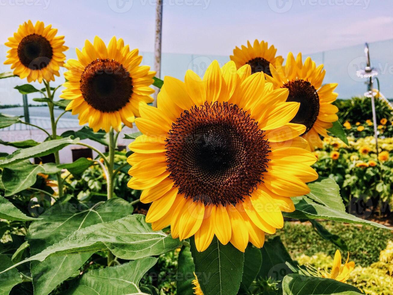 yellow sunflowers with green stems photo