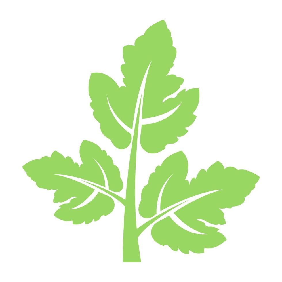 Coriander Leaf Concepts vector