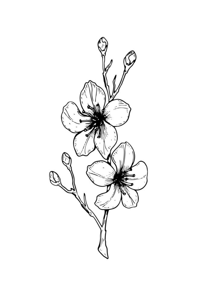 Hand drawn cherry blossom branch. Vector illustration in sketch style. Vintage spring flowers.