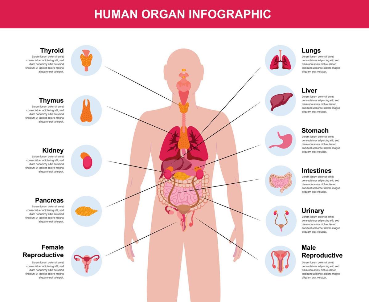 Ilustración infográfica completa del cuerpo del órgano humano vector
