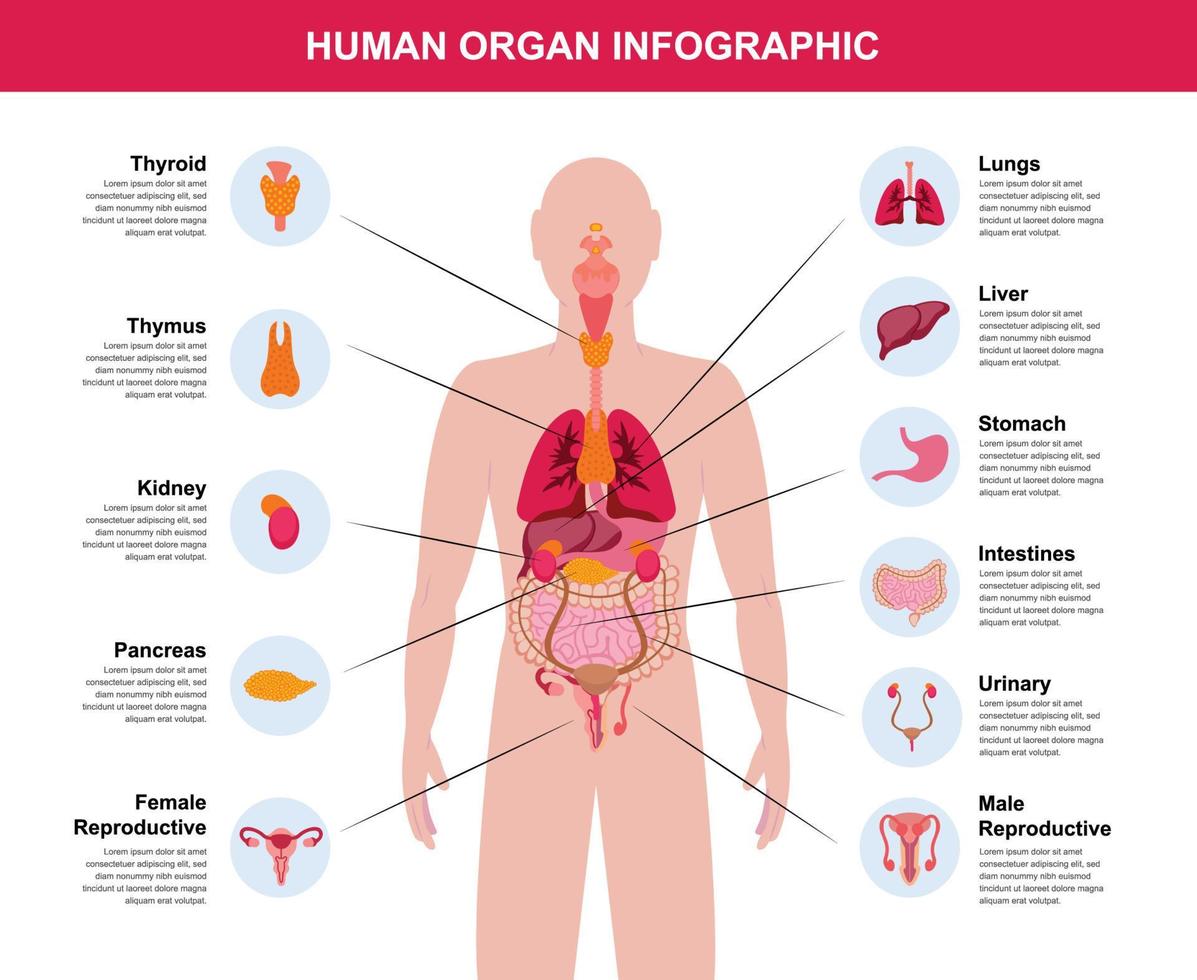 complete human organ body infographic illustration vector