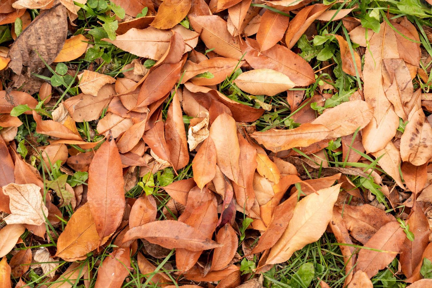 autumn orange leaves on the grass outdoors photo