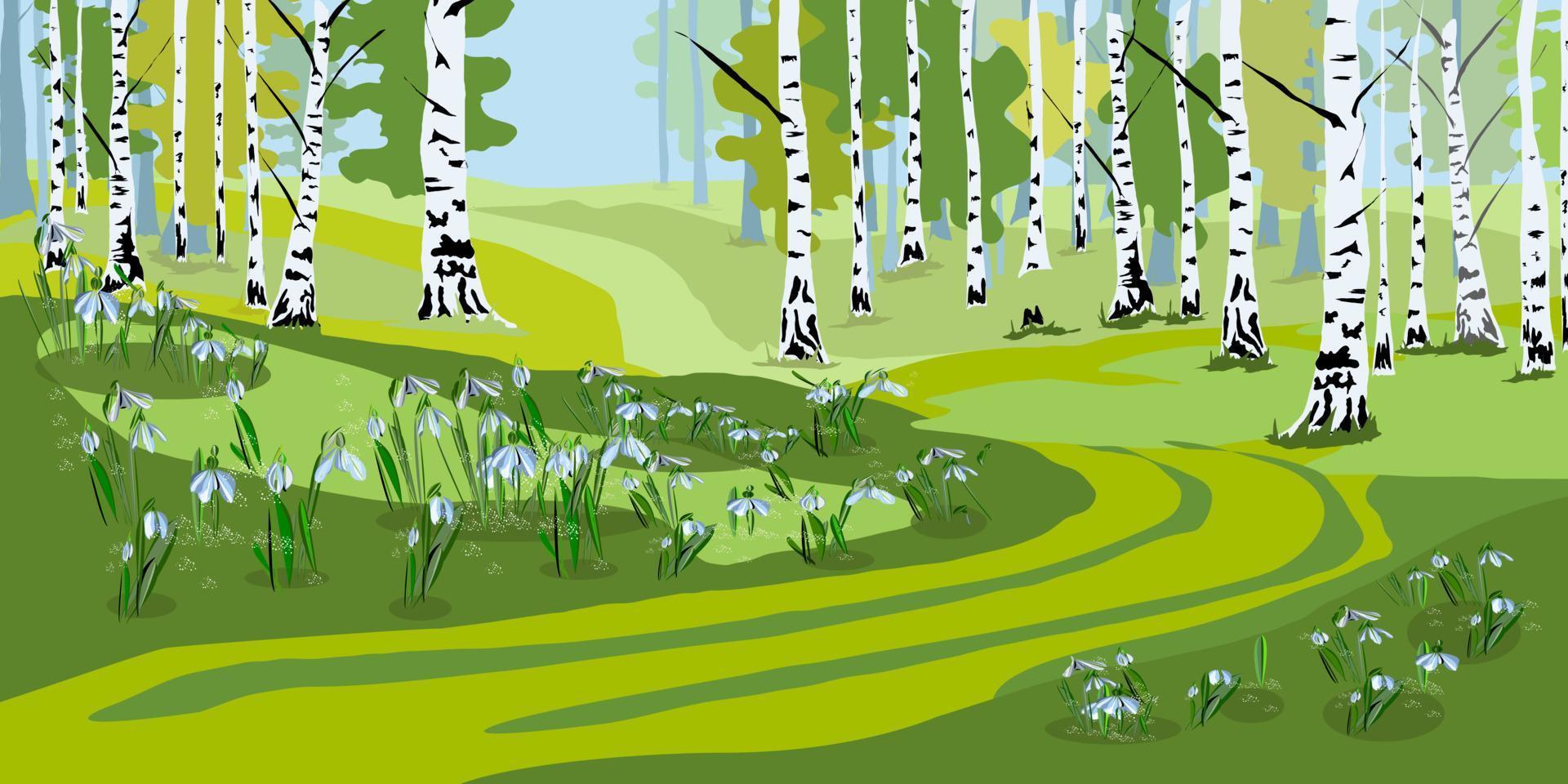 Spring forest landscape with birches and snowdrops vector