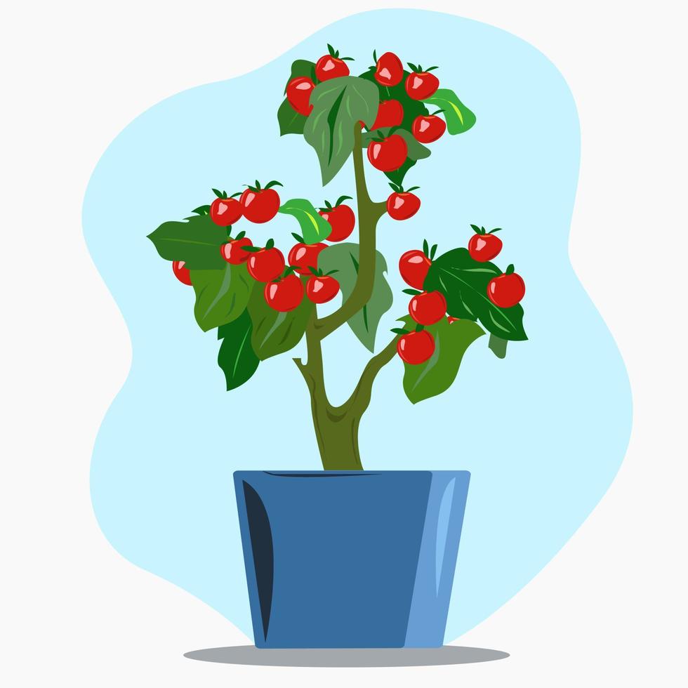 Cherry tomatoes grown in a pot at home vector