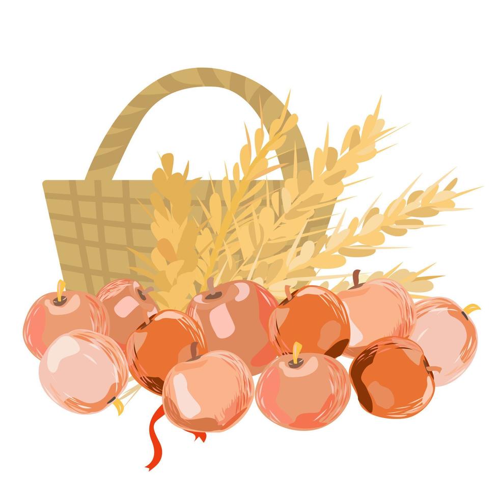 Ripe apples wheat ears and a basket vector