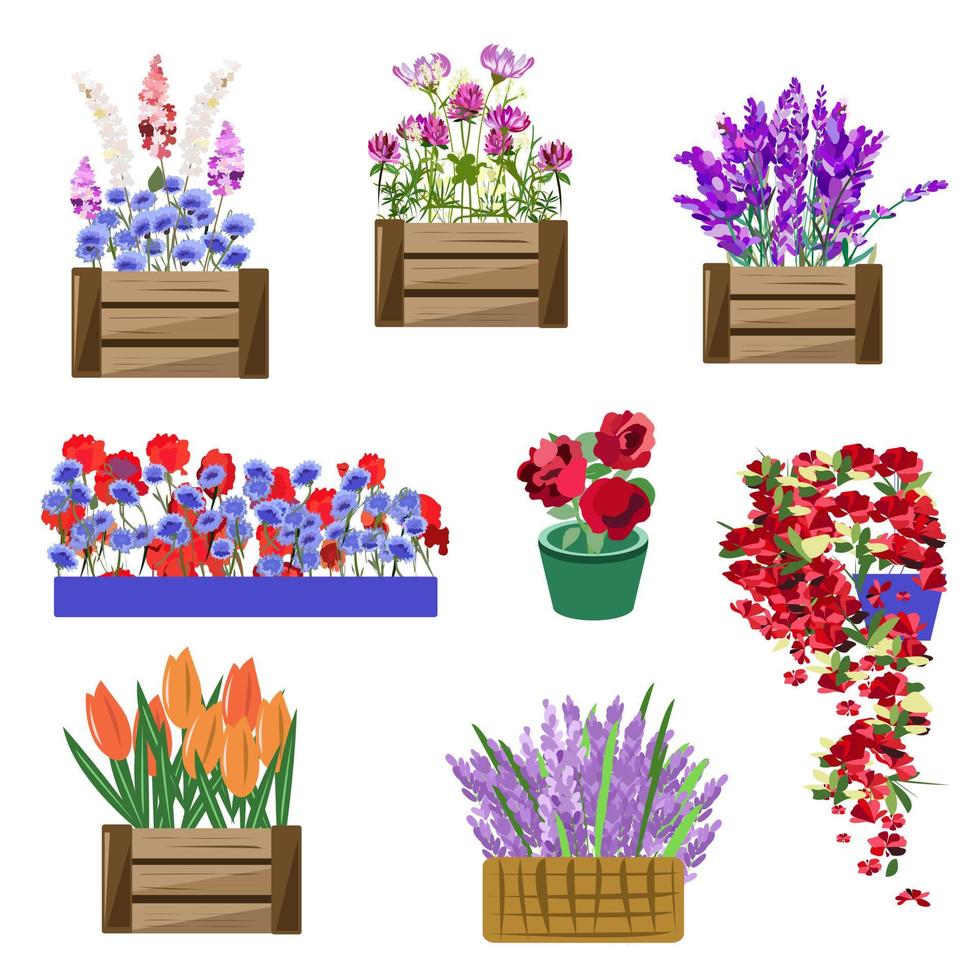 Conjunto de plántulas de flores en cajas y macetas. vector